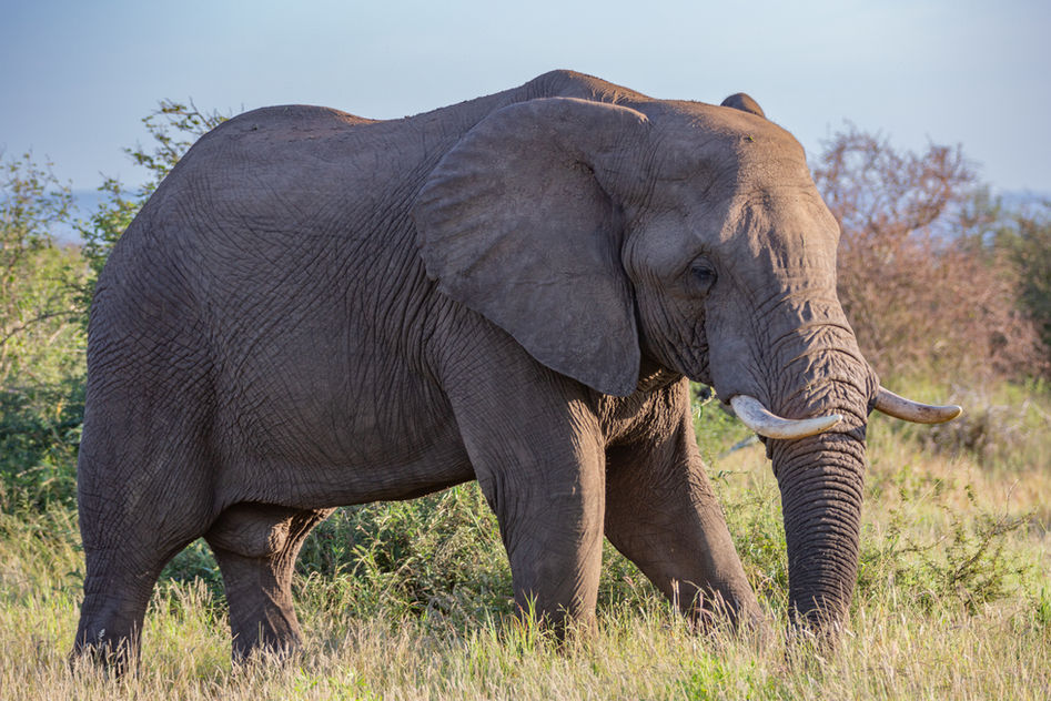 A lone African elephant in Kruger National Park, South Africa.