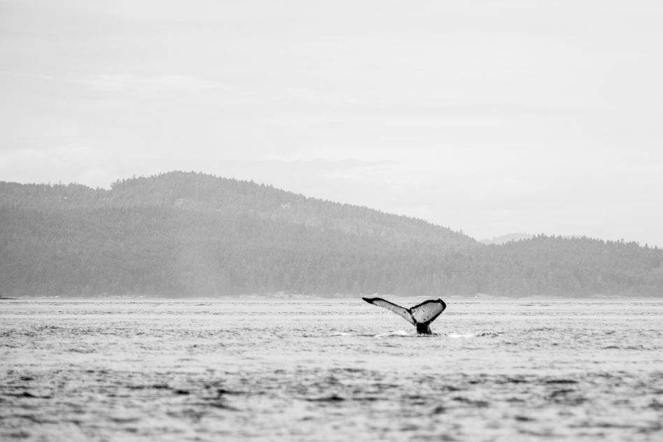 A humpback waves goodbye in the San Juan Islands.