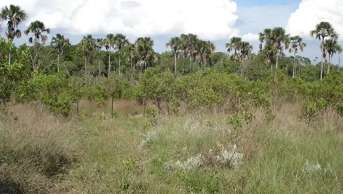 O Cerrado está secando, mas os campos úmidos seguem desprotegidos