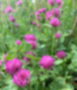 Thumbnail: Personalised Flower/Plant Sound Mandala
