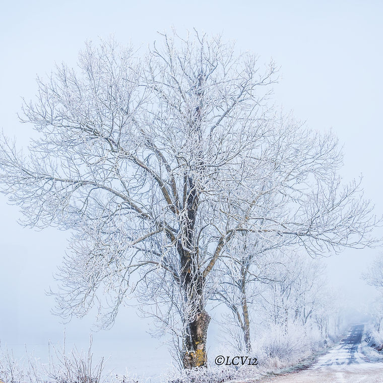 Arbre givré en hiver au bord d’un chemin dans le brouillard - paysage nature