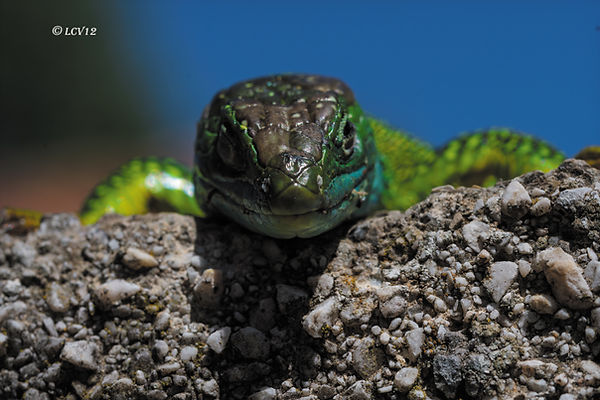 Portrait rapproché d'un lézard vert occidental observant l'objectif depuis un muret de pierre.