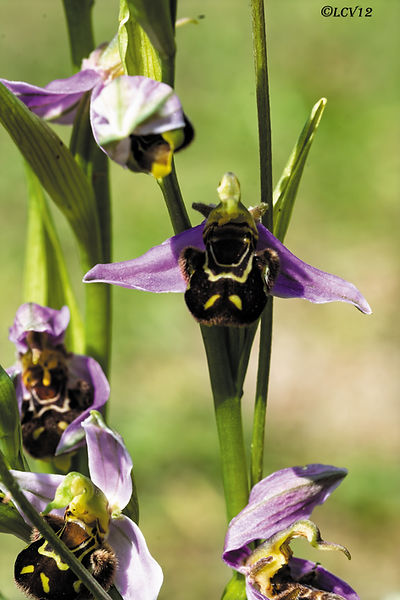Photographie macro d'une Ophrys abeille (Ophrys apifera), orchidée sauvage aux fleurs roses et pourpres observée dans une prairie naturelle en Aveyron.