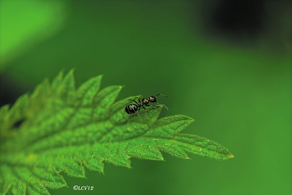 Photographie macro d'une petite fourmi noire avançant sur une feuille verte aux détails finement texturés.