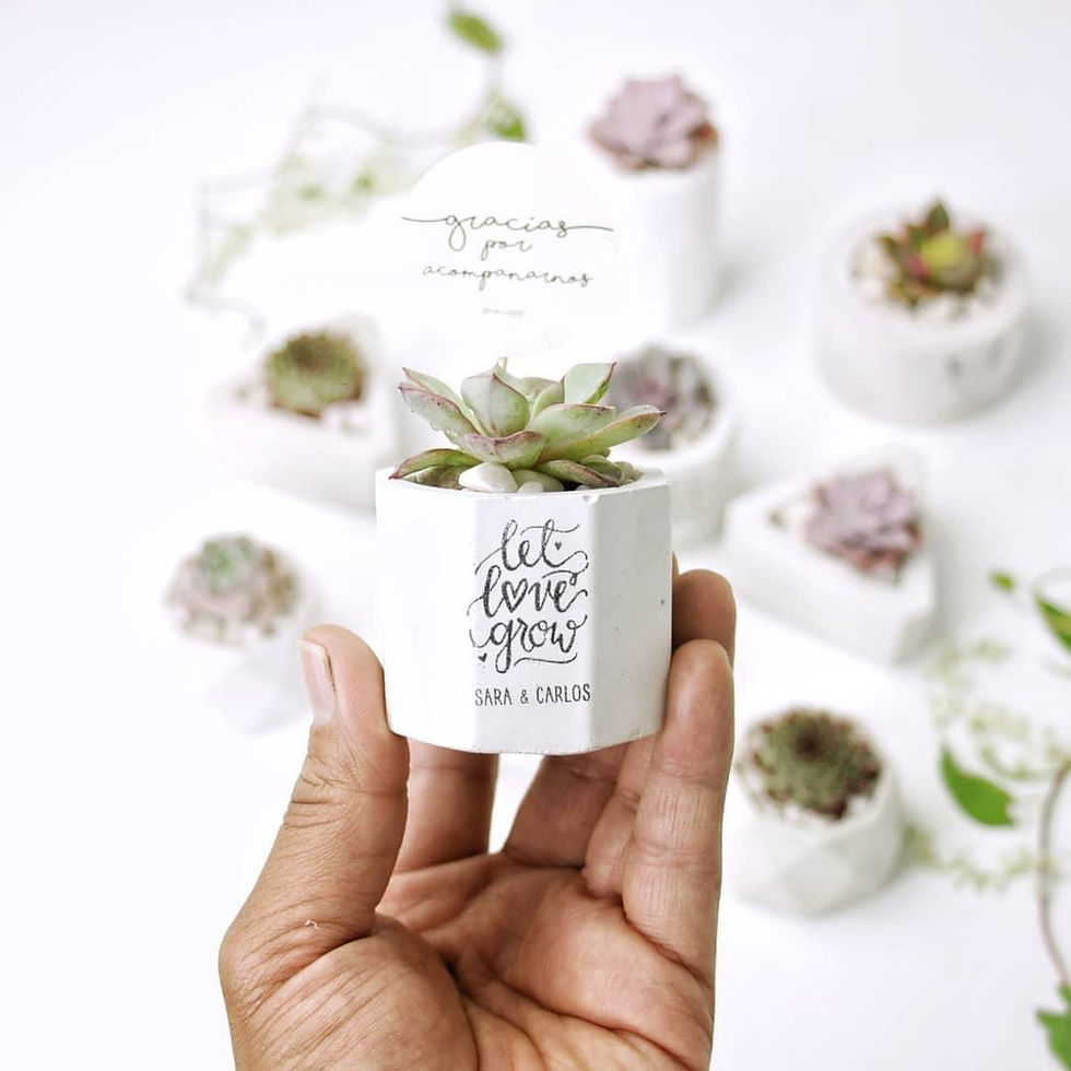 Miniatura: 24 Suculentas T