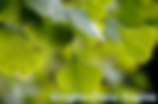 Ginkgo is the World Chess Software Champion 2022