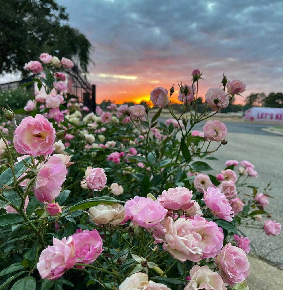 Winterizing Roses in Zone 8