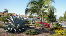 drought tolerant landscaping and drip irrigation Santee