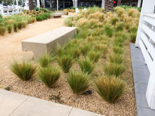 drought tolerant landscaping and drip irrigation Santee