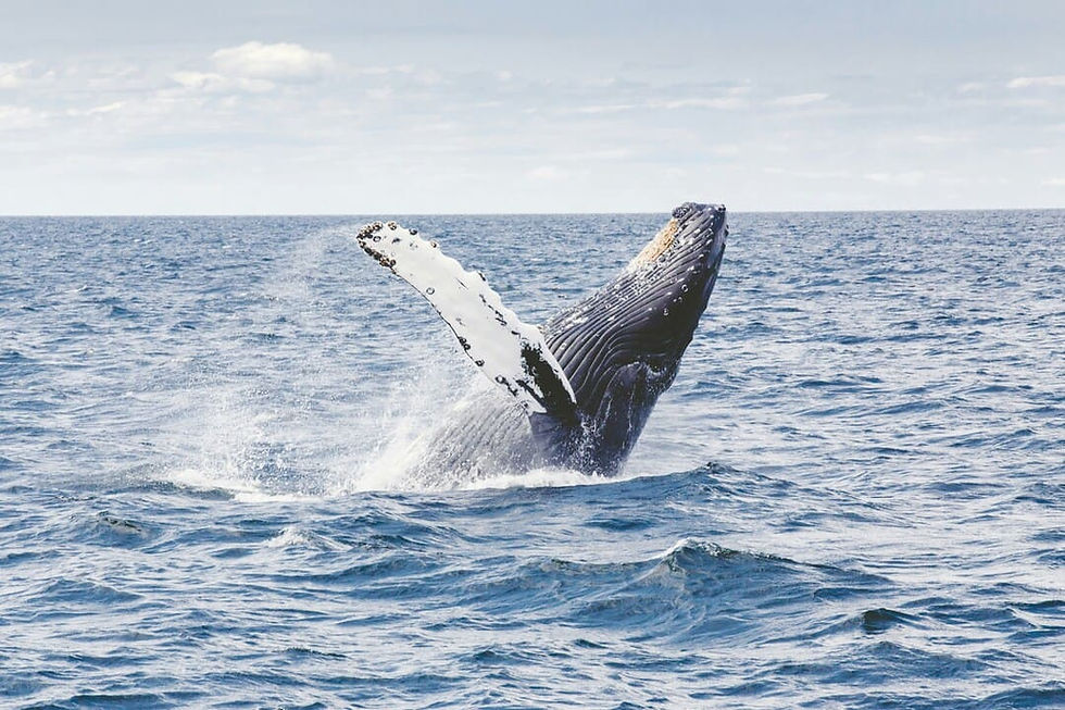Saut d'une baleine à bosse