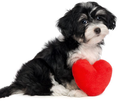 Cãozinho traumatizado