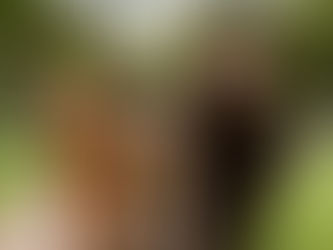 O cachorro, o macaco e o urso