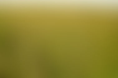 Governo cria Programa Nacional de Conversão de Pastagens Degradadas