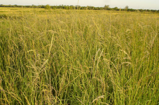 Governo cria Programa Nacional de Conversão de Pastagens Degradadas