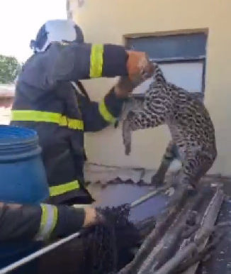 Veja vídeo: Jaguatirica é resgatada por bombeiros no telhado de casa da Capital