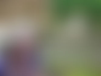 Um casal plantou 2 milhões de árvores em 20 anos para recriar uma floresta.