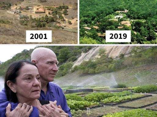 Um casal plantou 2 milhões de árvores em 20 anos para recriar uma floresta.