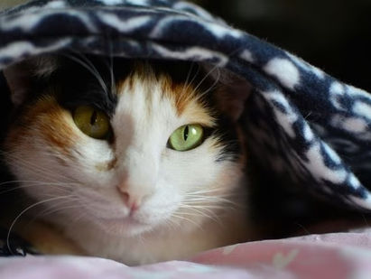 Corredor polar se abre com ar gelado previsto para a virada do mês