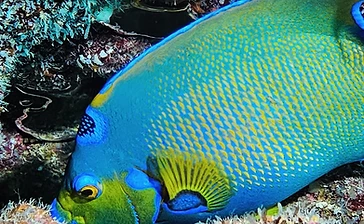 Rescue Diver PADI