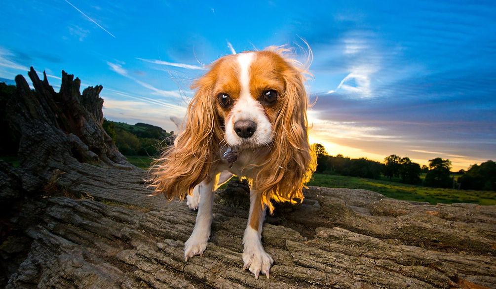 Yorkshire portrait photographer Joe Riley's image of Bella the Cavalier Spaniel on a log at Sunset