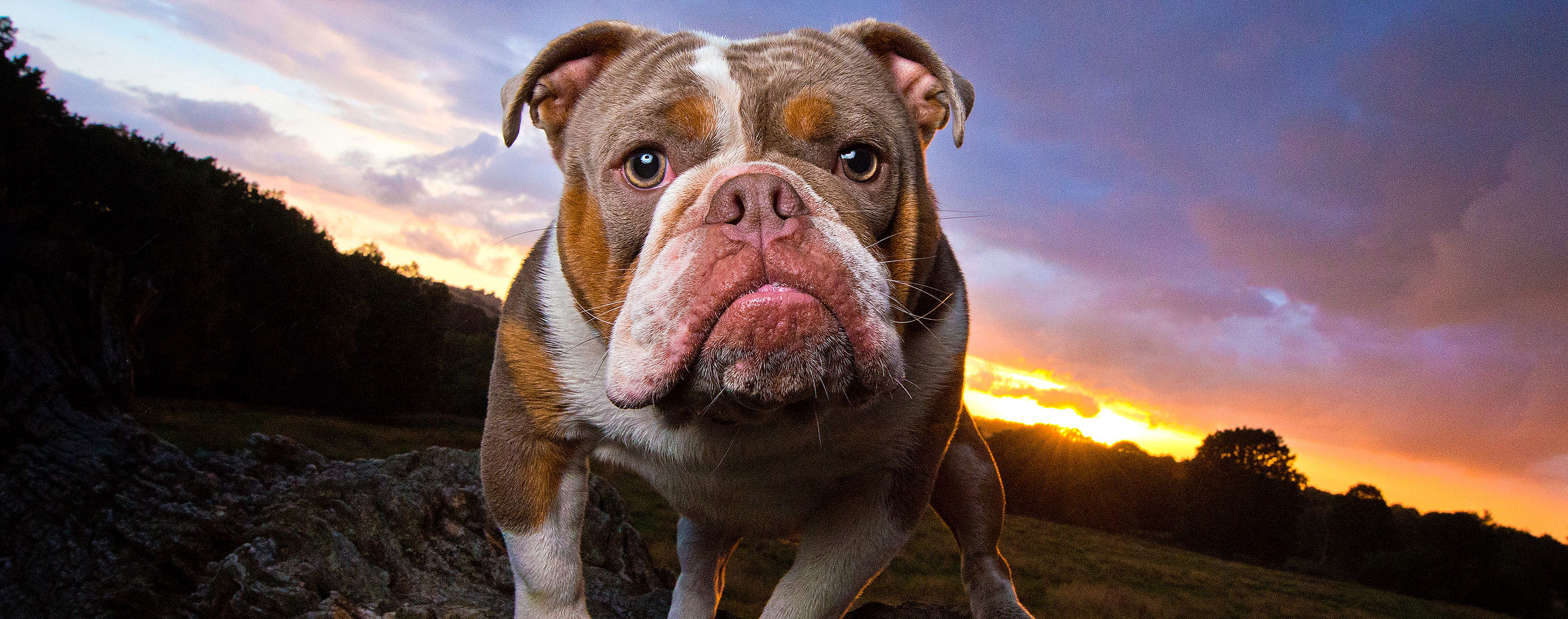 This was not taken in a pet photography studio. Instead, BamBam the beautiful Bulldog was outside in the Peak District countryside for this incredible sunset photo session where the sky looked like it was on fire. Photo by dog photography expert Joe Riley of Bounders Dog Photography