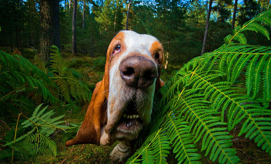 Monty the Bassett Hound in Woodlands of Scotland during pet photo shoot