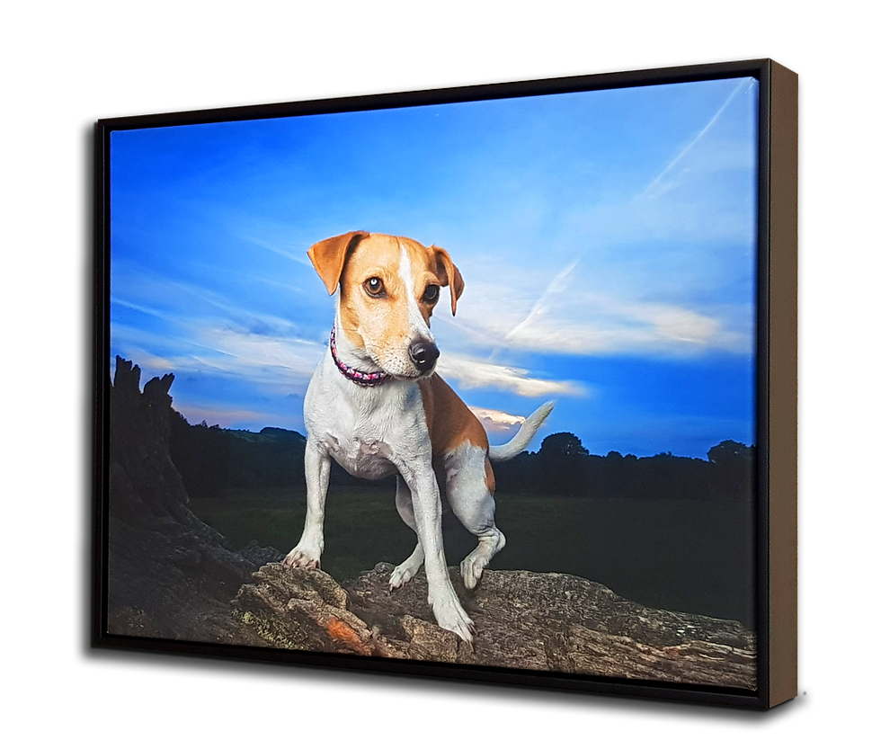 Dog on a framed canvas