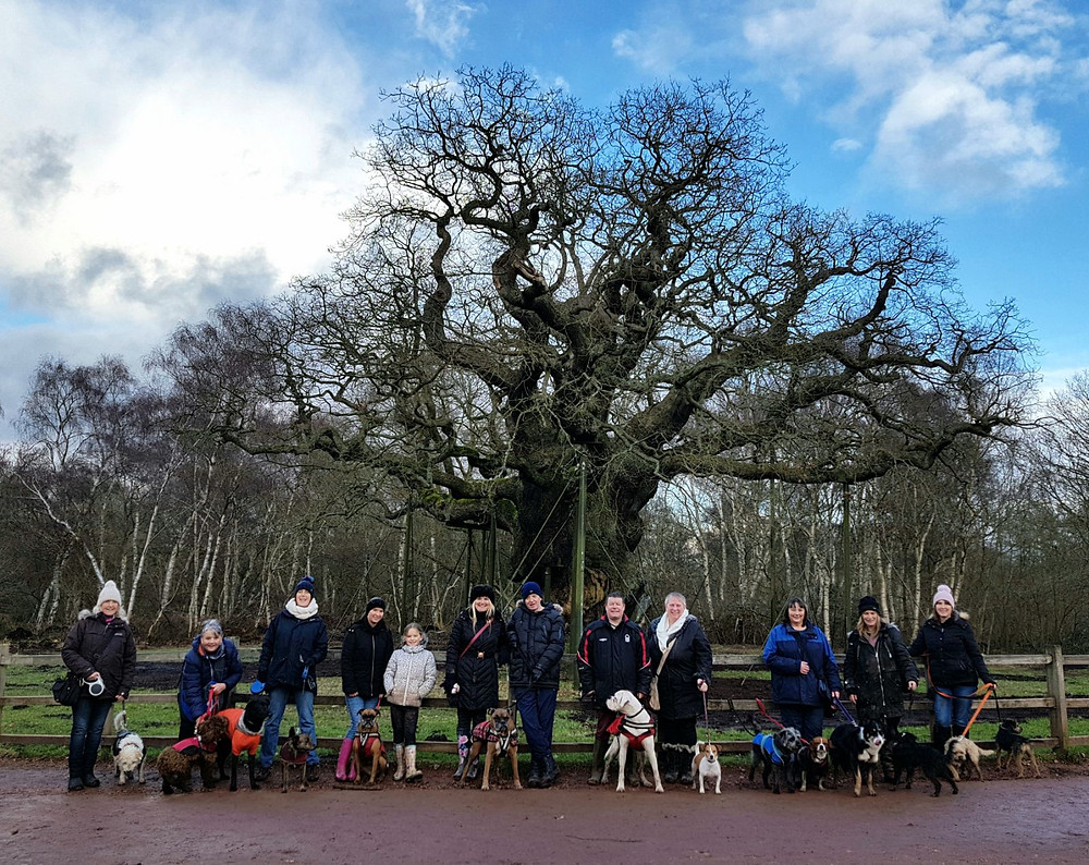Bounders Dog Photography - Scrooby's Outward Bounders Walk in Sherwood Forest Feb 2018 - The group in front of the Major Oak