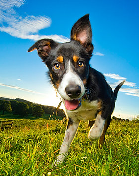 dog photography derbyshire