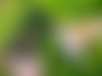 “How do I get my dog to look at my camera phone?” - Take Better Photos.