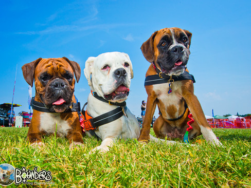 Puppy Dogs posing for Joe at Bounders Dog Photography during NAYBR Fun Dog Show