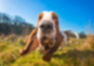 Albert the Basset Hound with nose close to the camera outdoors in the Derbyshire countryside taken by professional pet photographer Joe Riley