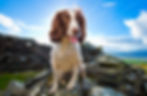 Twig the Spaniel on top of a hill in the Lake district