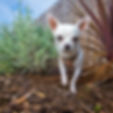 Chihuahua - Bounders Dog Photography