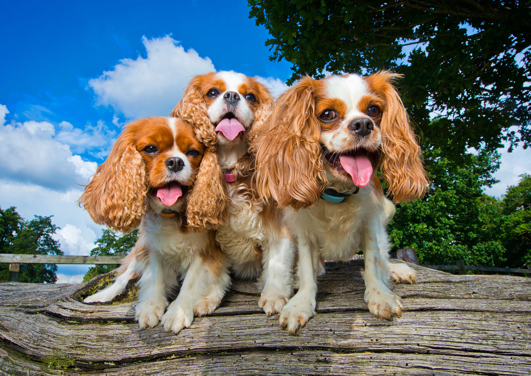 Photography Workshops: Know Your Camera & Dog