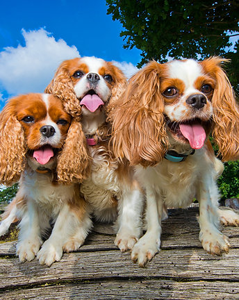 Photography Workshops: Know Your Camera & Dog