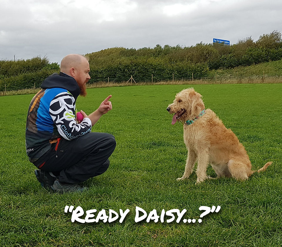 Daisy the dog listening to Joe Riley the dog photography expert from Bounders Dog Photography in a field in Scotland