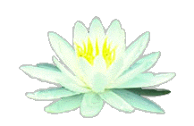 lotus.gif