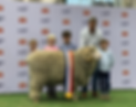 MER2439_MMS_MK_SRES2024_ChampionFineWoolRam_Resized_IMG-20240328-WA0000_HR3C_Resd_edited.p