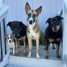 Four fur babies!