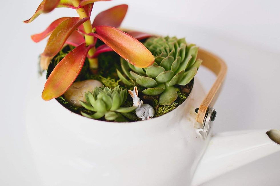 Thumbnail: Lagom Terrarium