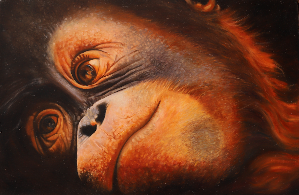 Baby Orangutan Tenmoir Best in show.png