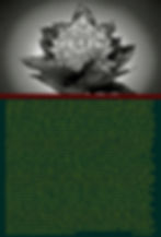 Money plant, by René Castillo-Ramos2008