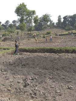 Workers growing potatoes in the hills