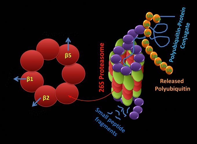 enzyme2.png