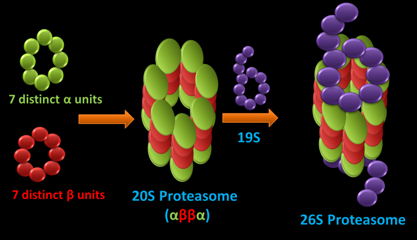 enzyme1.png