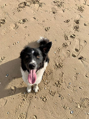 hond Scott begeleiding gedrag gezin.jpeg