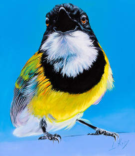Blue Golden Whistler