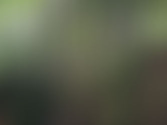 Do You Need to Be Naked to Forest Bathe? Debunking Common Myths