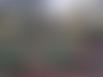 Autumnal beech trees in a Gloucestershire woodland displaying bronzing leaves.